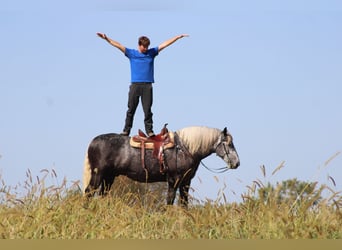 Percheron, Hongre, 4 Ans, 165 cm, Gris