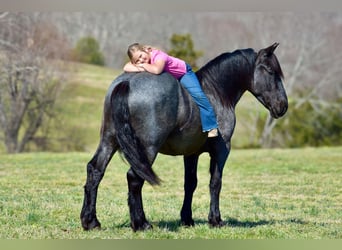 Percheron Croisé, Hongre, 4 Ans, 165 cm, Rouan Bleu
