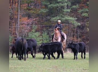 Percheron Croisé, Hongre, 4 Ans, 165 cm, Rouan Rouge