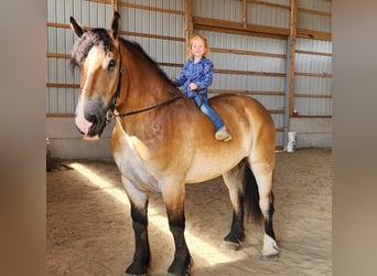 Percheron Croisé, Hongre, 4 Ans, 168 cm, Bai cerise