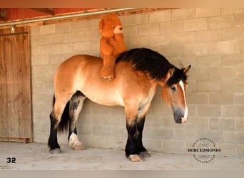 Percheron Croisé, Hongre, 4 Ans, 168 cm, Bai cerise