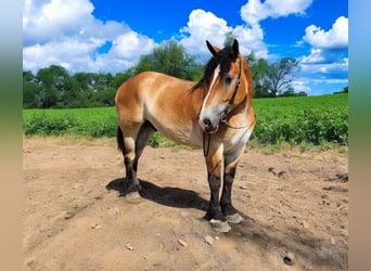 Percheron Croisé, Hongre, 4 Ans, 168 cm, Bai cerise