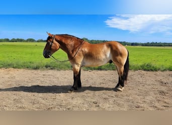 Percheron Croisé, Hongre, 4 Ans, 168 cm, Bai cerise