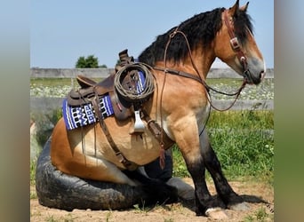 Percheron Croisé, Hongre, 4 Ans, 168 cm, Bai cerise