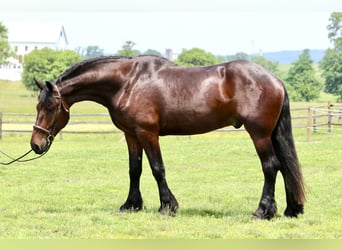 Percheron Croisé, Hongre, 4 Ans, 170 cm, Bai cerise