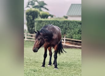 Percheron Croisé, Hongre, 4 Ans, 170 cm, Bai cerise