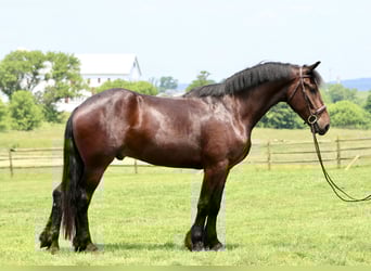 Percheron Croisé, Hongre, 4 Ans, 170 cm, Bai cerise
