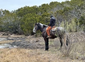 Percheron, Hongre, 4 Ans, 170 cm, Gris pommelé