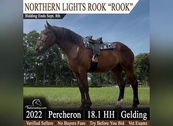 Percheron, Hongre, 4 Ans, 185 cm, Bai brun