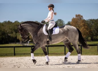 Percheron Croisé, Hongre, 4 Ans, Rouan Bleu
