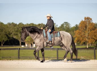 Percheron Croisé, Hongre, 4 Ans, Rouan Bleu