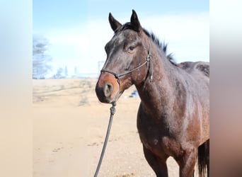 Percheron Croisé, Hongre, 5 Ans, 152 cm, Bai cerise