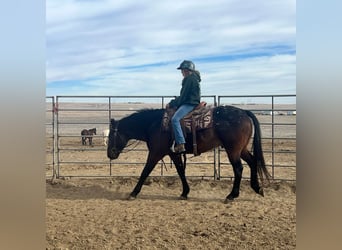 Percheron Croisé, Hongre, 5 Ans, 152 cm, Bai cerise