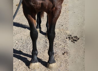 Percheron Croisé, Hongre, 5 Ans, 152 cm, Bai cerise