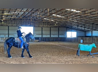 Percheron, Hongre, 5 Ans, 152 cm, Gris