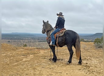 Percheron, Hongre, 5 Ans, 152 cm, Gris