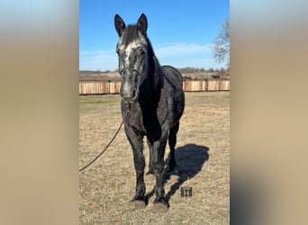 Percheron, Hongre, 5 Ans, 152 cm, Gris