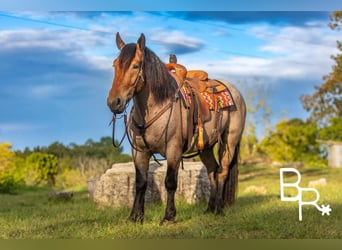 Percheron, Hongre, 5 Ans, 152 cm, Roan-Bay