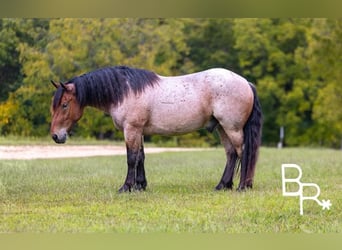 Percheron, Hongre, 5 Ans, 152 cm, Roan-Bay