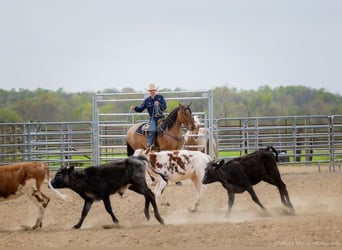 Percheron Croisé, Hongre, 5 Ans, 157 cm, Isabelle