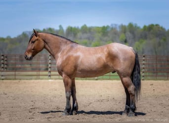 Percheron Croisé, Hongre, 5 Ans, 157 cm, Isabelle