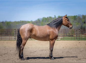 Percheron Croisé, Hongre, 5 Ans, 157 cm, Isabelle