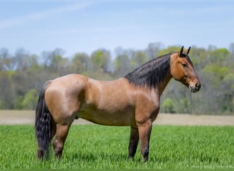 Percheron Croisé, Hongre, 5 Ans, 157 cm, Isabelle