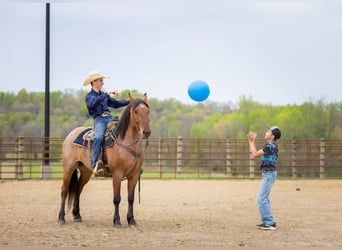 Percheron Croisé, Hongre, 5 Ans, 157 cm, Isabelle