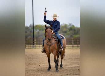 Percheron Croisé, Hongre, 5 Ans, 157 cm, Isabelle