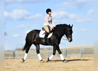 Percheron, Hongre, 5 Ans, 157 cm, Noir