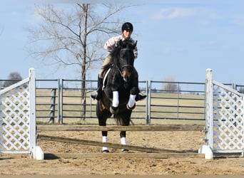 Percheron, Hongre, 5 Ans, 157 cm, Noir