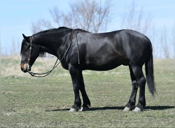 Percheron, Hongre, 5 Ans, 157 cm, Noir