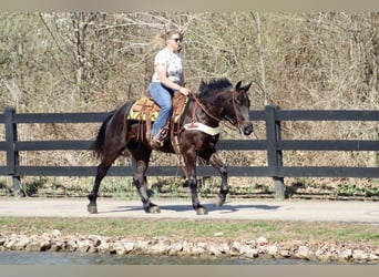 Percheron Croisé, Hongre, 5 Ans, 157 cm, Noir