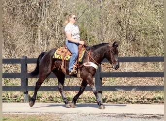 Percheron Croisé, Hongre, 5 Ans, 157 cm, Noir
