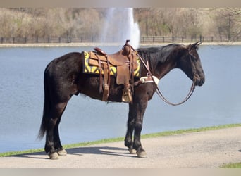 Percheron Croisé, Hongre, 5 Ans, 157 cm, Noir