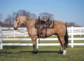 Percheron Croisé, Hongre, 5 Ans, 160 cm, Buckskin