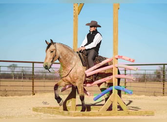 Percheron Croisé, Hongre, 5 Ans, 160 cm, Buckskin