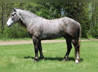 Percheron, Hongre, 5 Ans, 160 cm, Gris pommelé