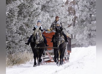 Percheron Croisé, Hongre, 5 Ans, 160 cm, Gris