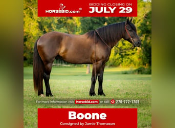 Percheron Croisé, Hongre, 5 Ans, 160 cm, Noir