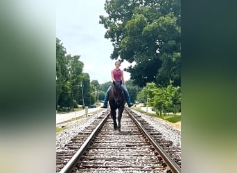 Percheron Croisé, Hongre, 5 Ans, 160 cm, Noir