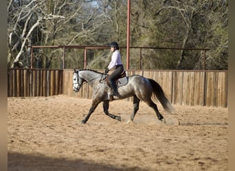 Percheron Croisé, Hongre, 5 Ans, 163 cm, Gris