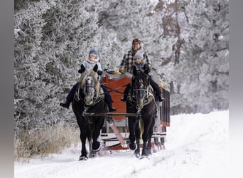 Percheron Croisé, Hongre, 5 Ans, 163 cm, Gris