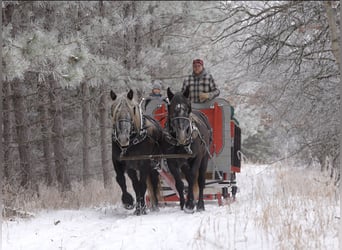 Percheron Croisé, Hongre, 5 Ans, 163 cm, Gris