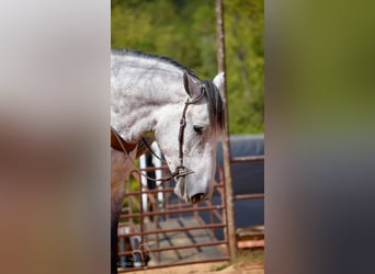 Percheron, Hongre, 5 Ans, 163 cm, Gris