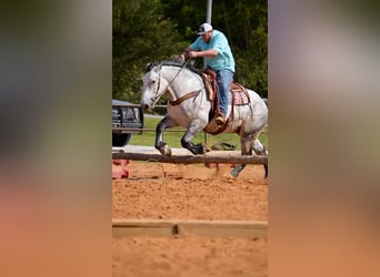 Percheron, Hongre, 5 Ans, 163 cm, Gris