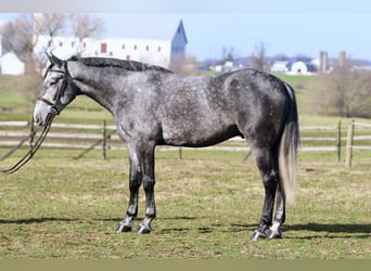 Percheron Croisé, Hongre, 5 Ans, 163 cm, Gris