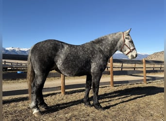 Percheron Croisé, Hongre, 5 Ans, 163 cm, Gris