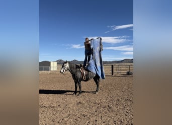 Percheron Croisé, Hongre, 5 Ans, 163 cm, Gris
