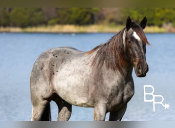 Percheron, Hongre, 5 Ans, 163 cm, Rouan Bleu